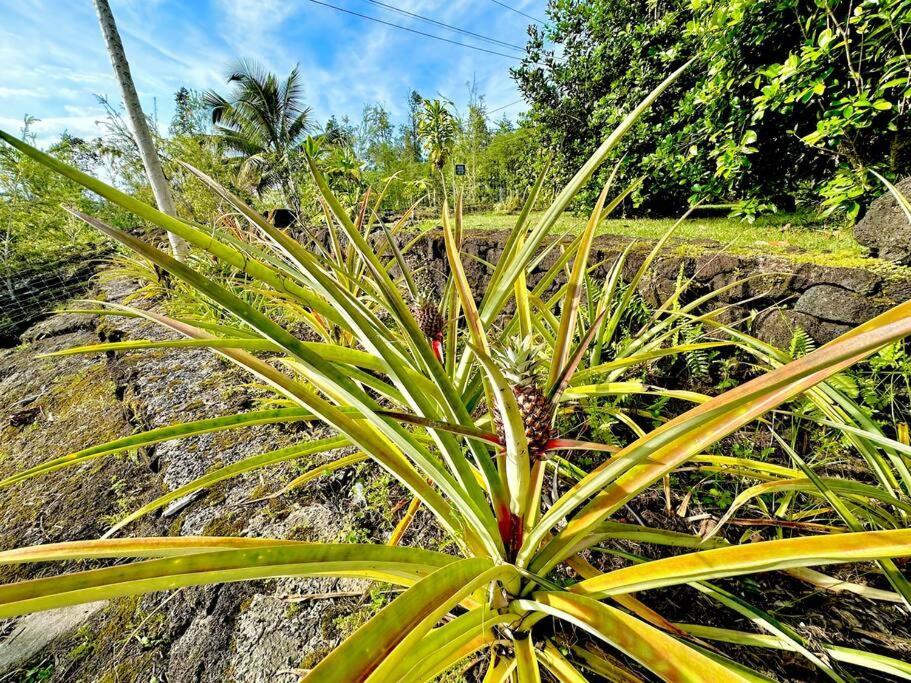 Home Near Volcano National Park, Hilo, Kehena Keaau Exterior foto