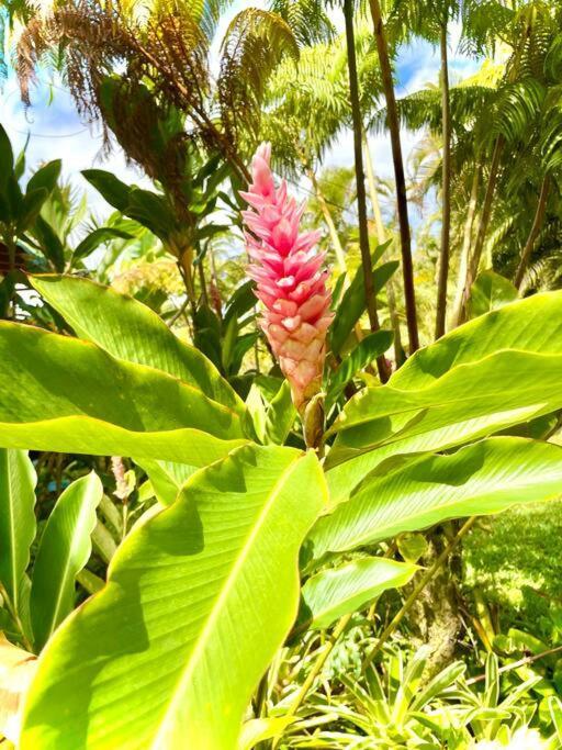 Home Near Volcano National Park, Hilo, Kehena Keaau Exterior foto